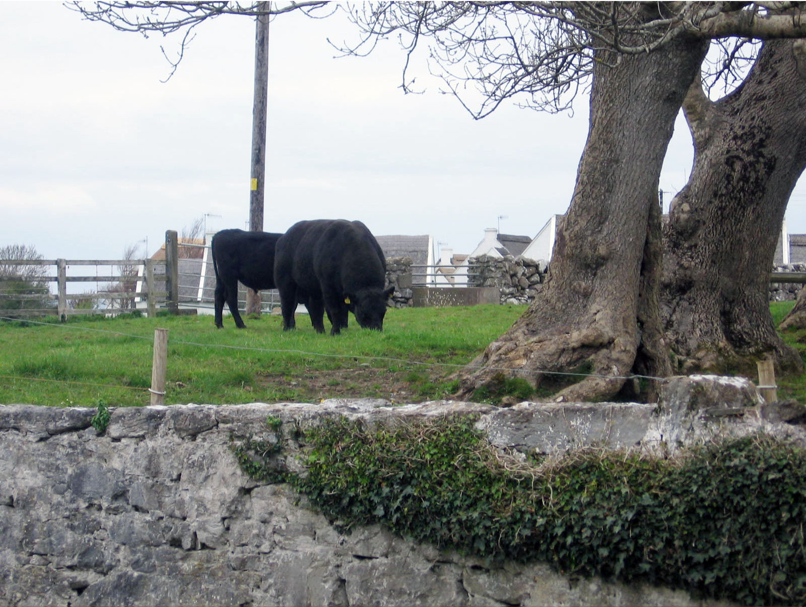 Ballyvaughan, Town grazing