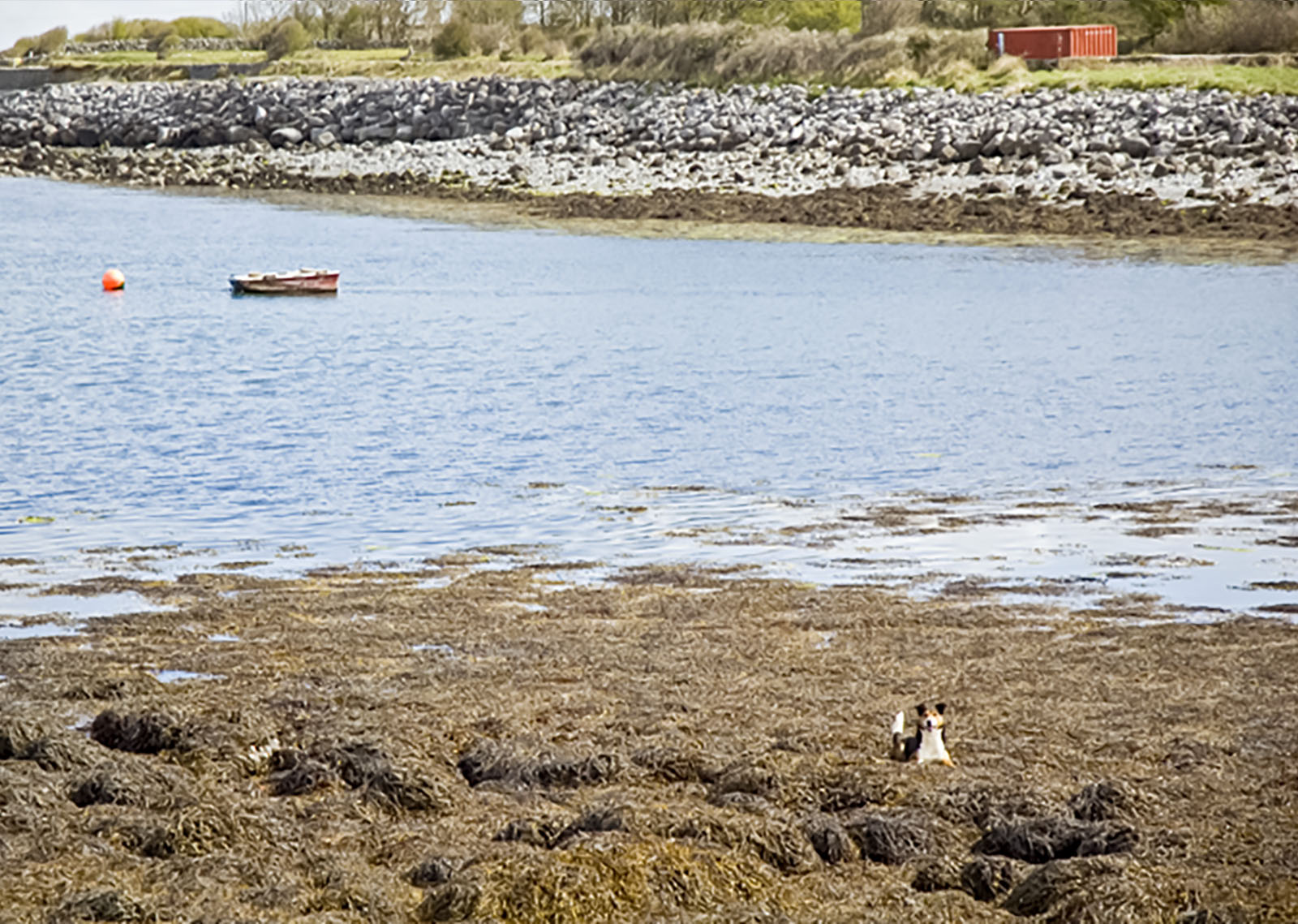 Ballyvaughan, Playing in the seaweed