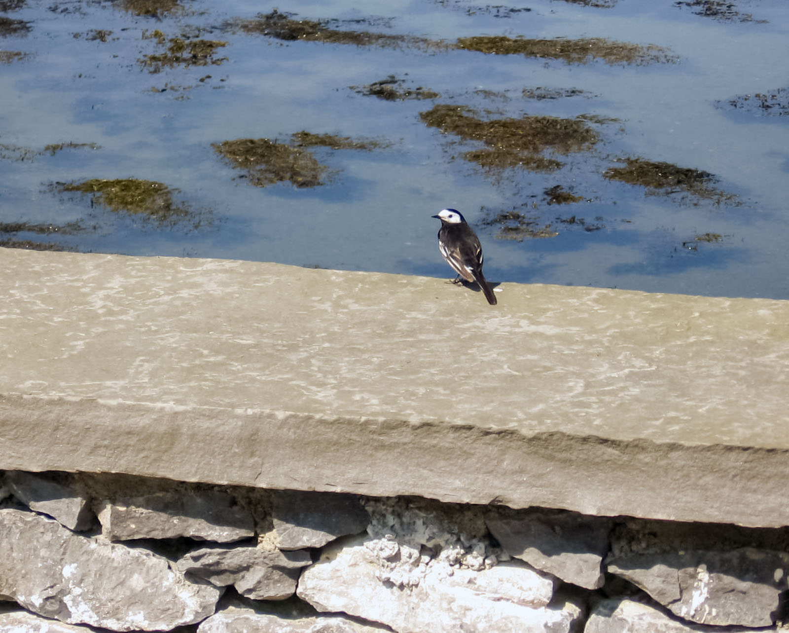 Ballyvaughan, Little visitor