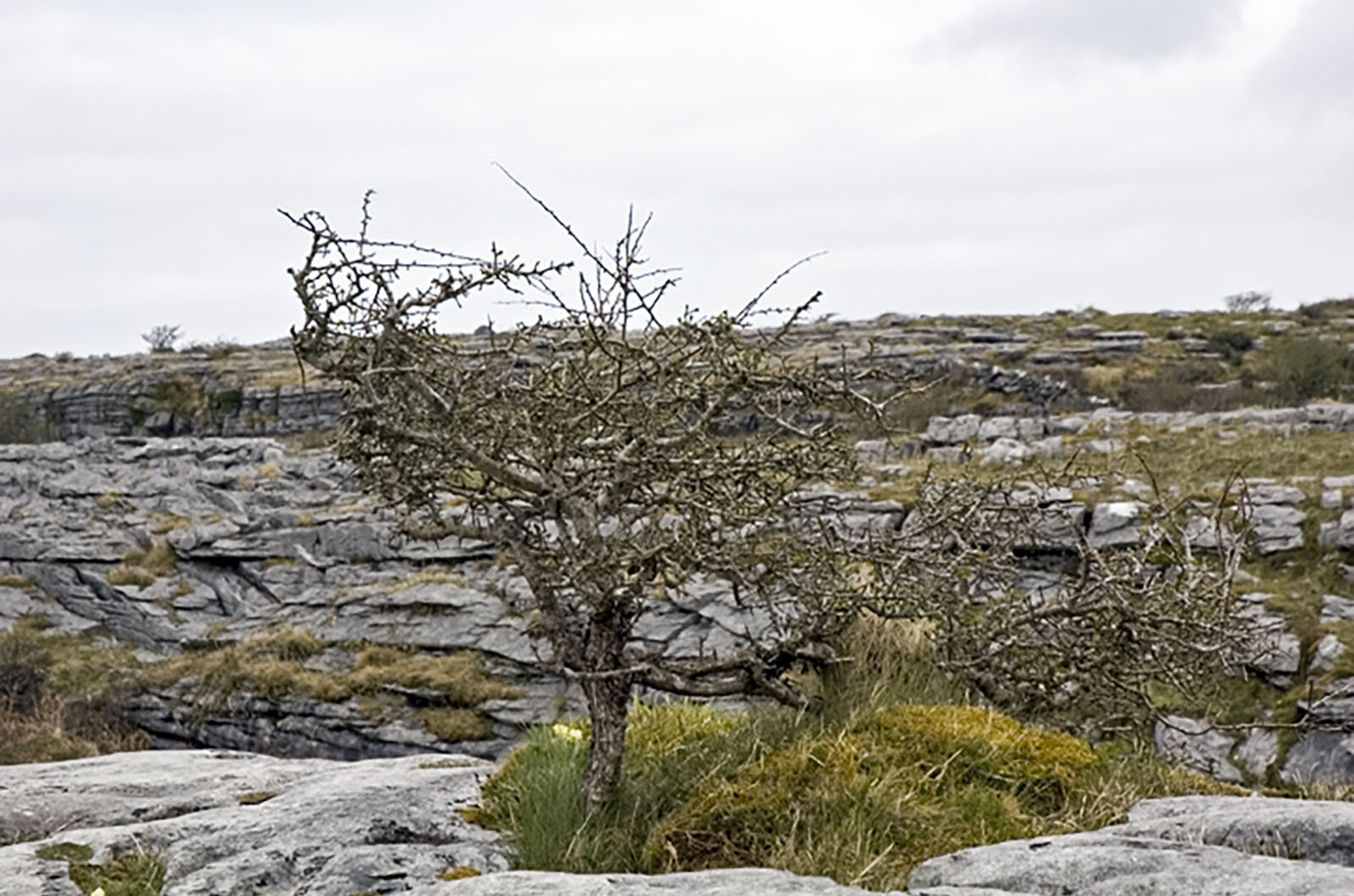 Burren, Scrub trees on the Burren