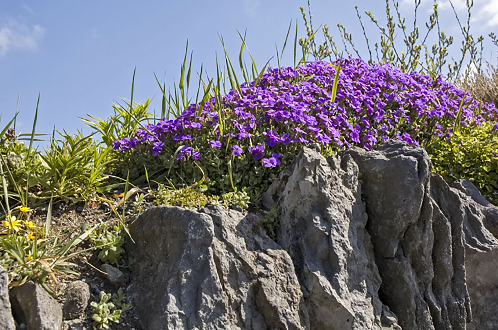 Burren, Flowers on the Burren