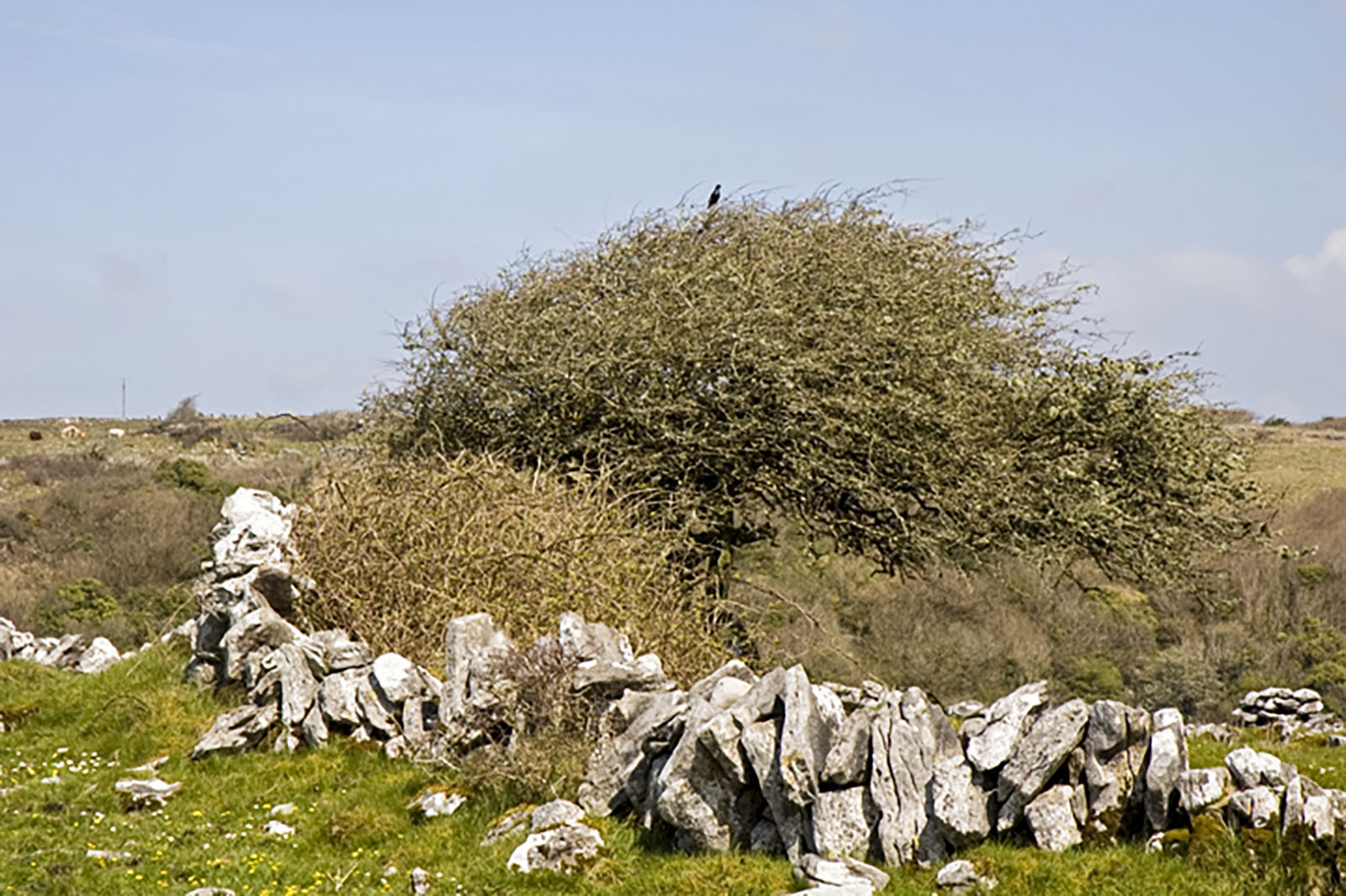 Burren, Fallen walls