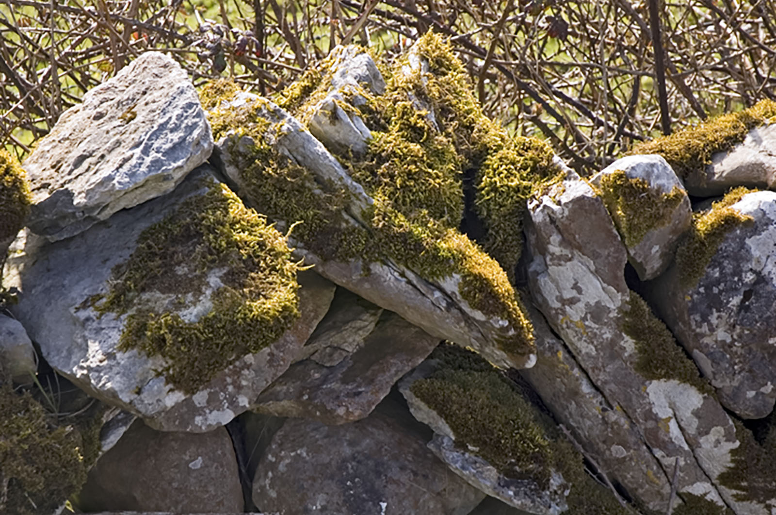 Burren, Mossy wall