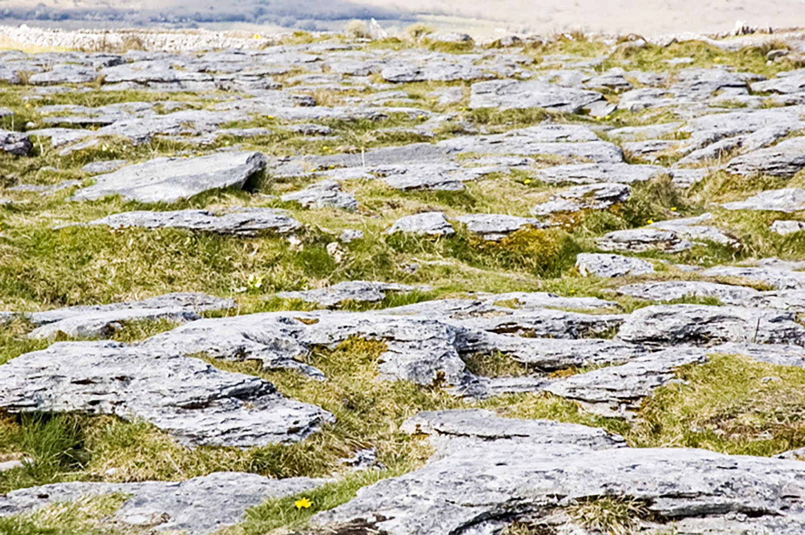 Burren, Stony ground