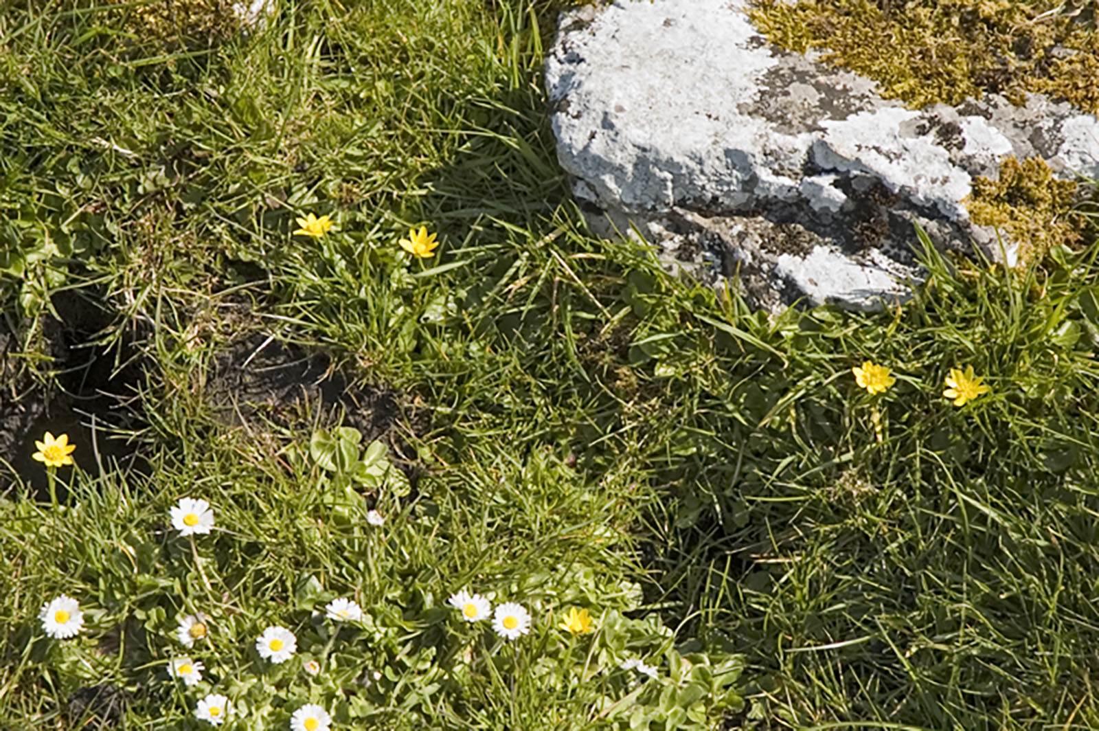 Burren, Wild flowers and rocks