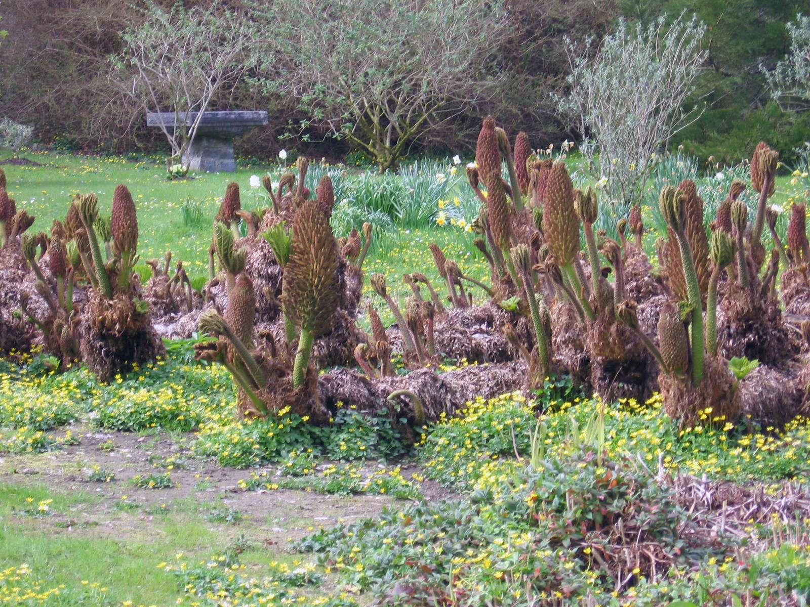 Clare, Gregan's Castle gardens