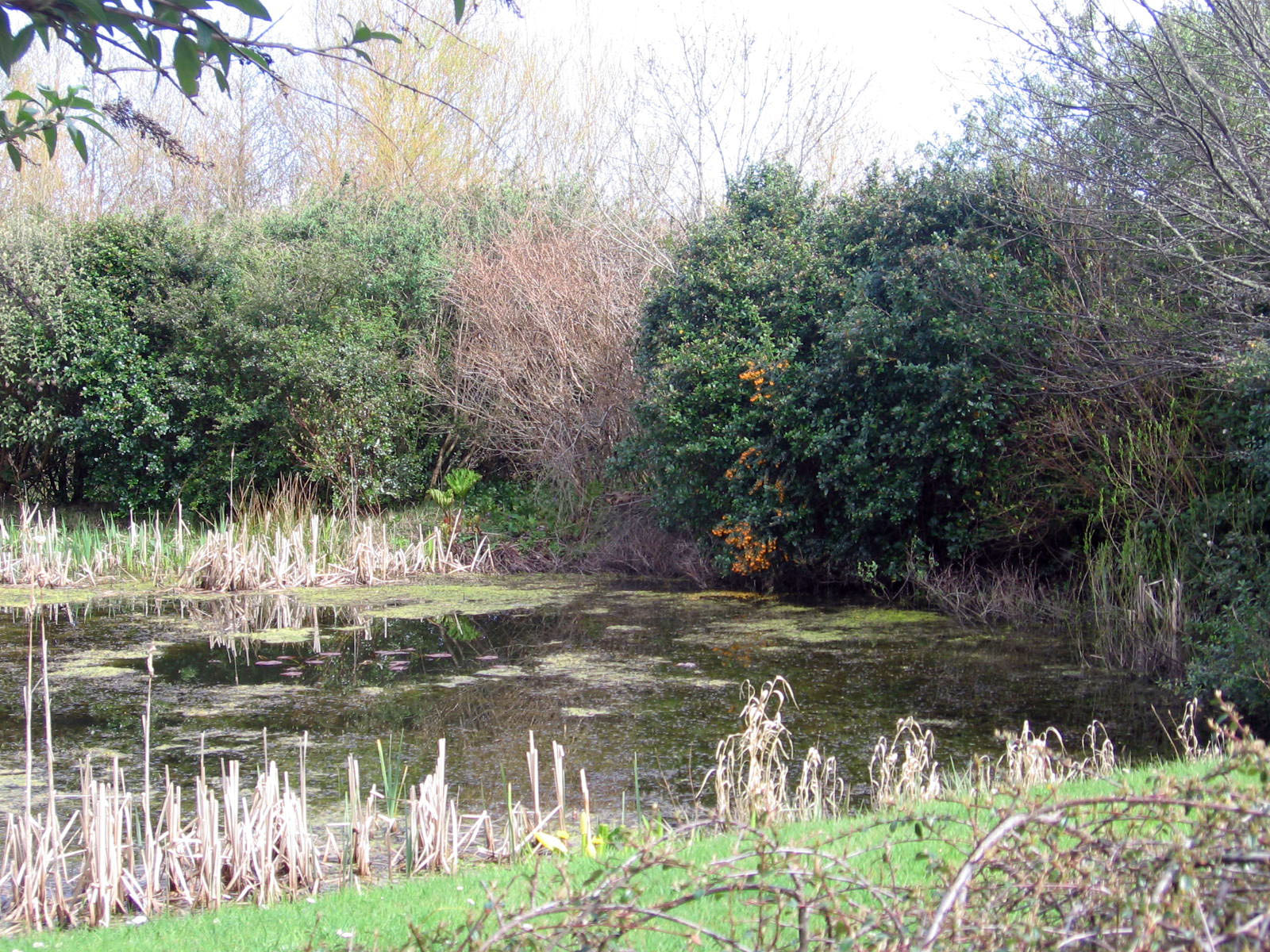Clare, Gregan's Castle gardens