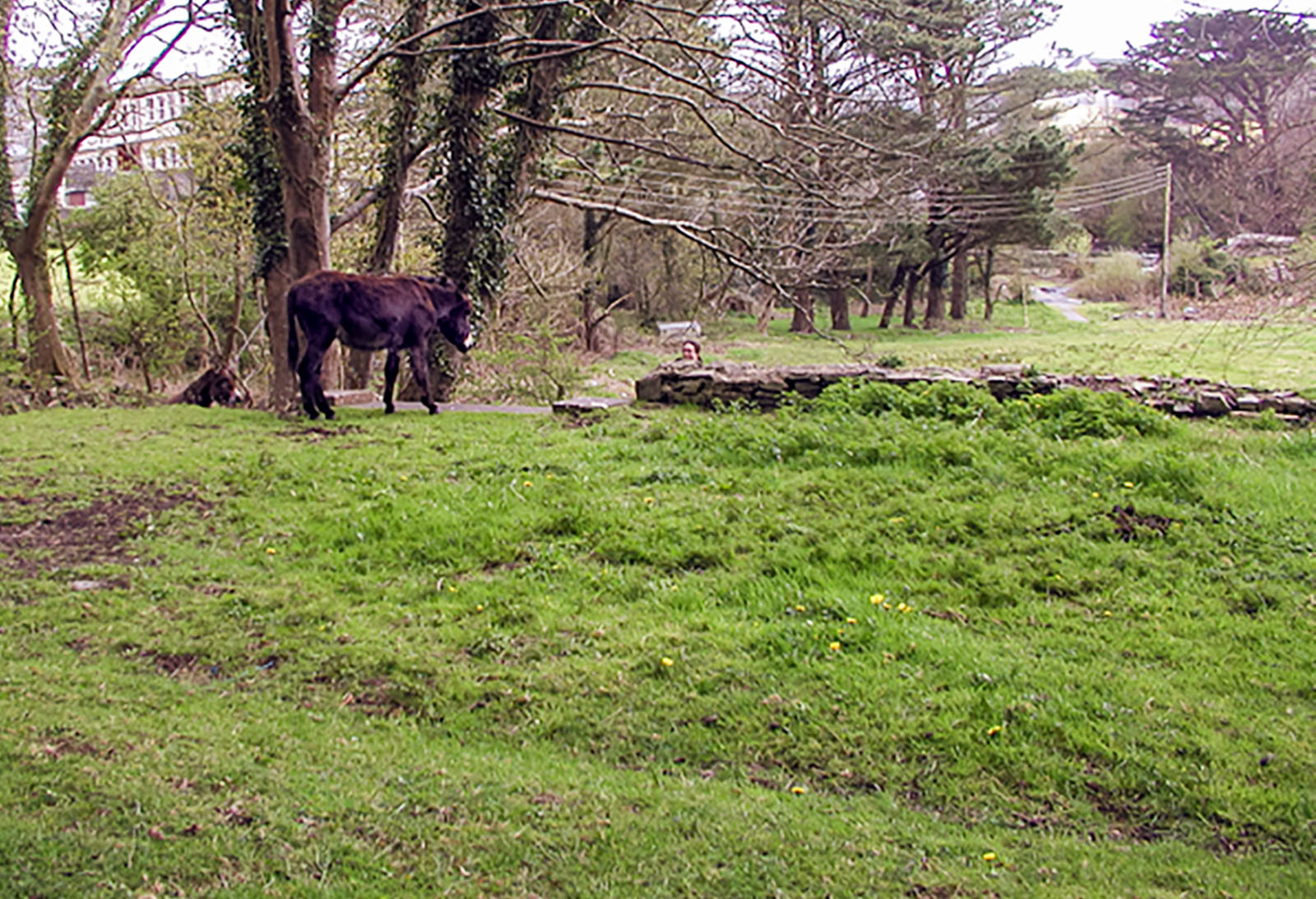 Clare, Ennistimon beasts vs. Sarah