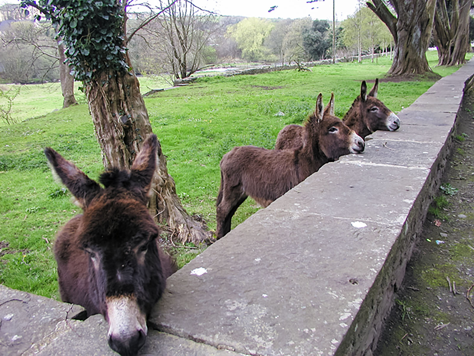 Clare, Ennistimon beasts at bay