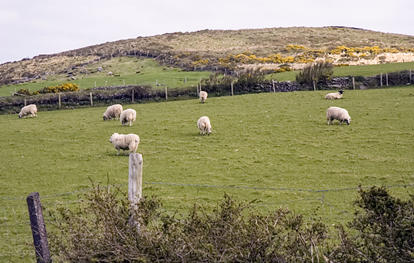 Dingle, No stone walls in this pasture