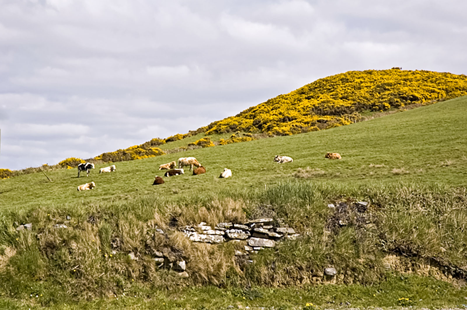 Doolin, Cow tipping zone