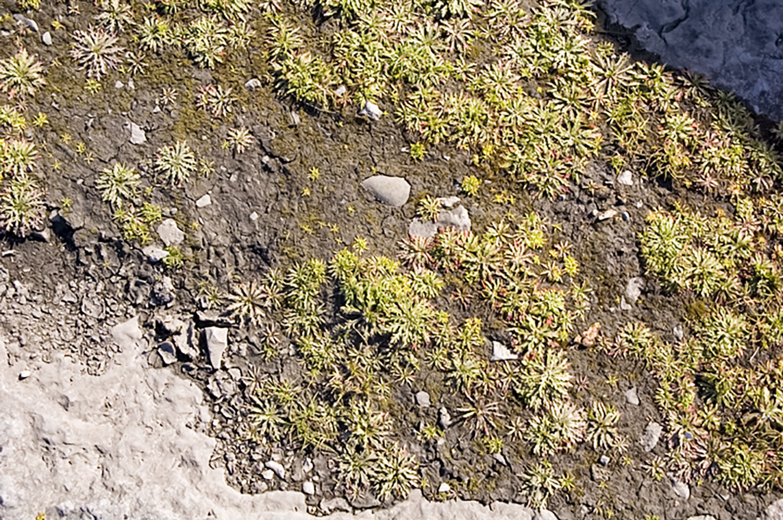 Doolin, Doolin flora
