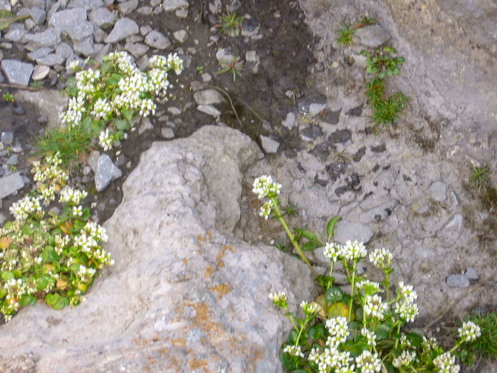 Doolin, Doolin flora