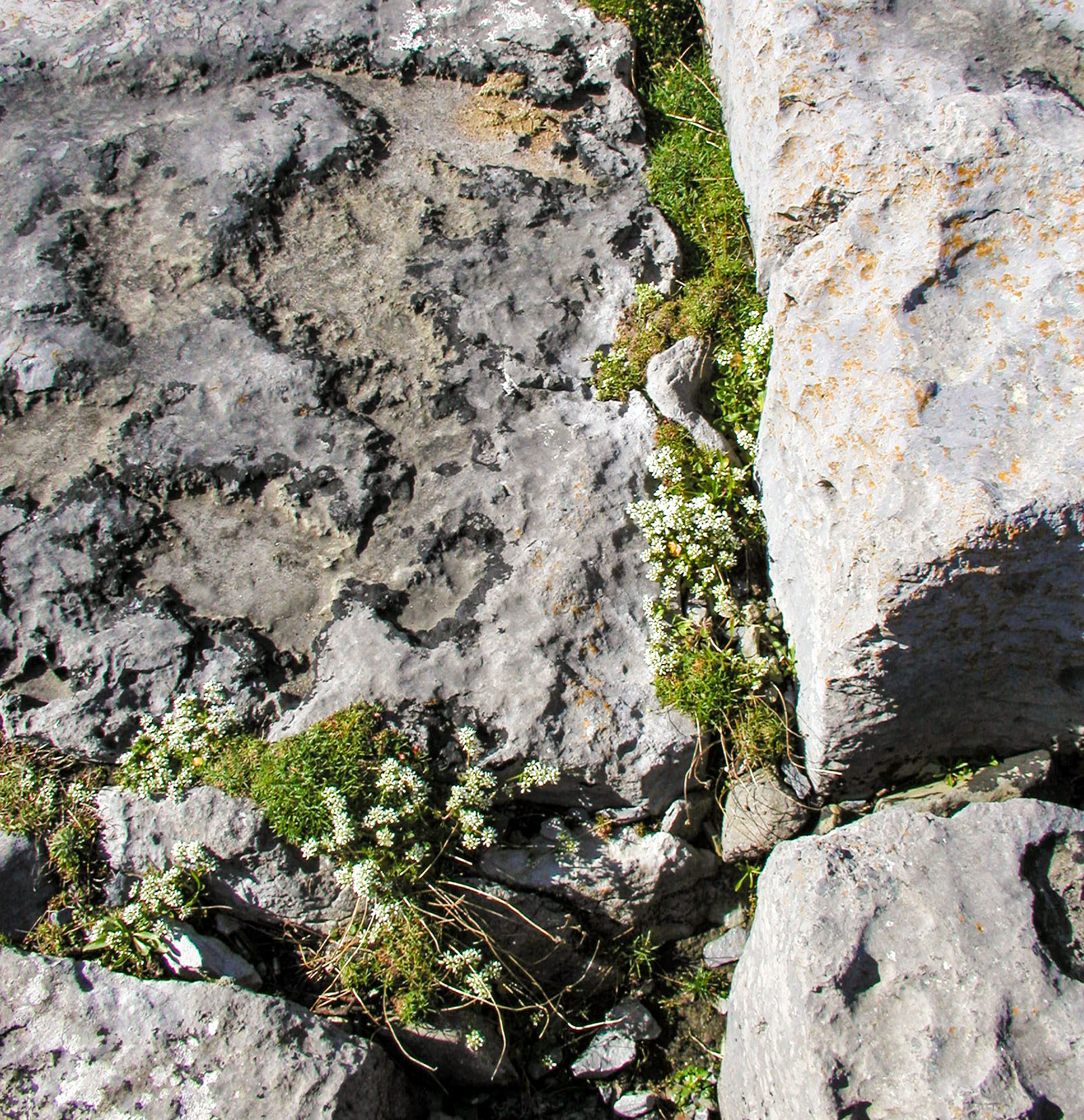 Doolin, Doolin flora