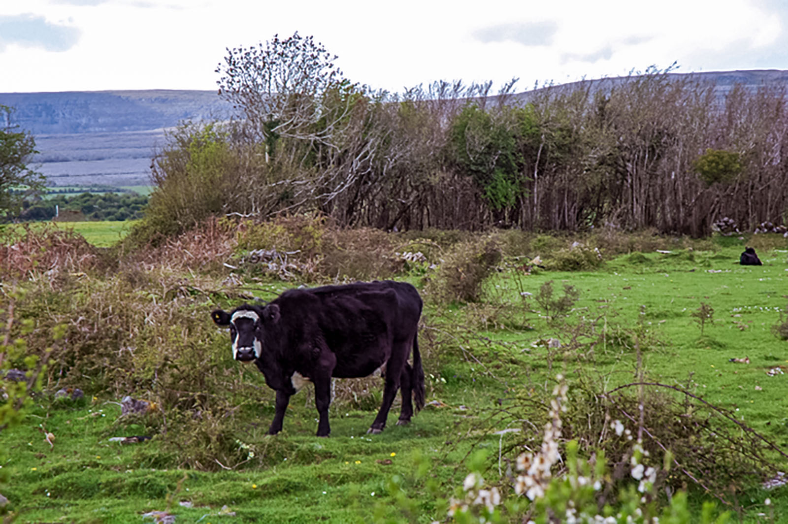 Ennis, Local beastie