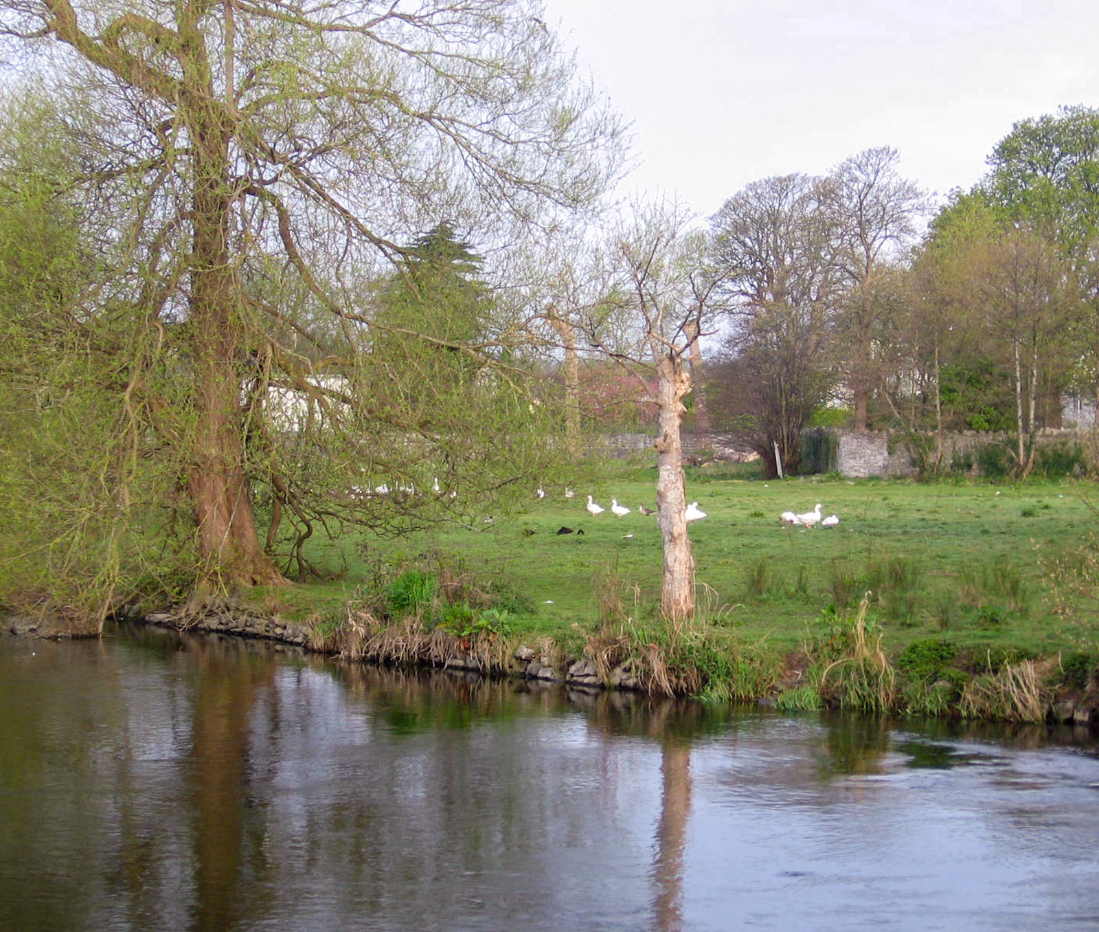 Ennis, Geese near the river