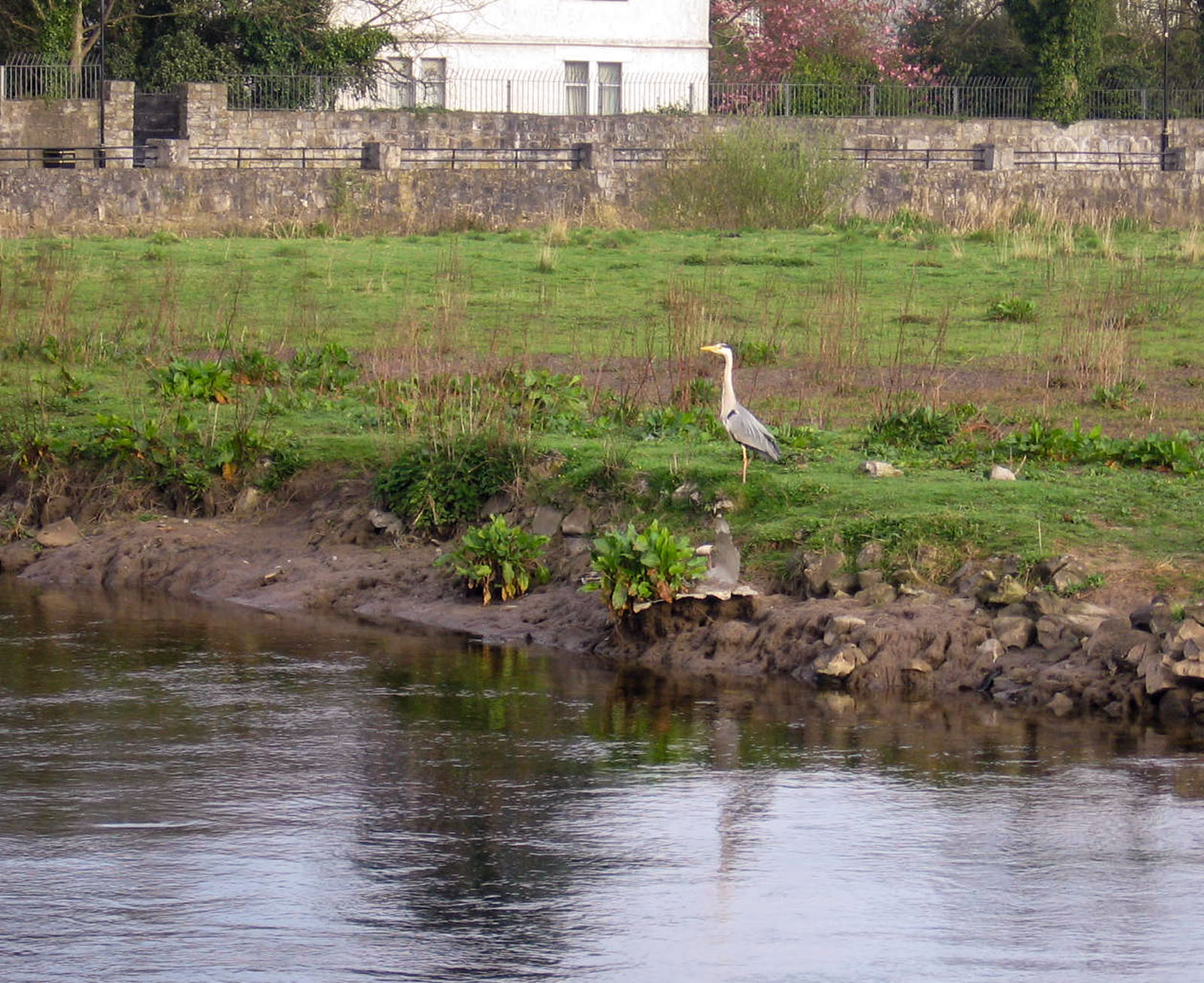 Ennis, Heron by the river
