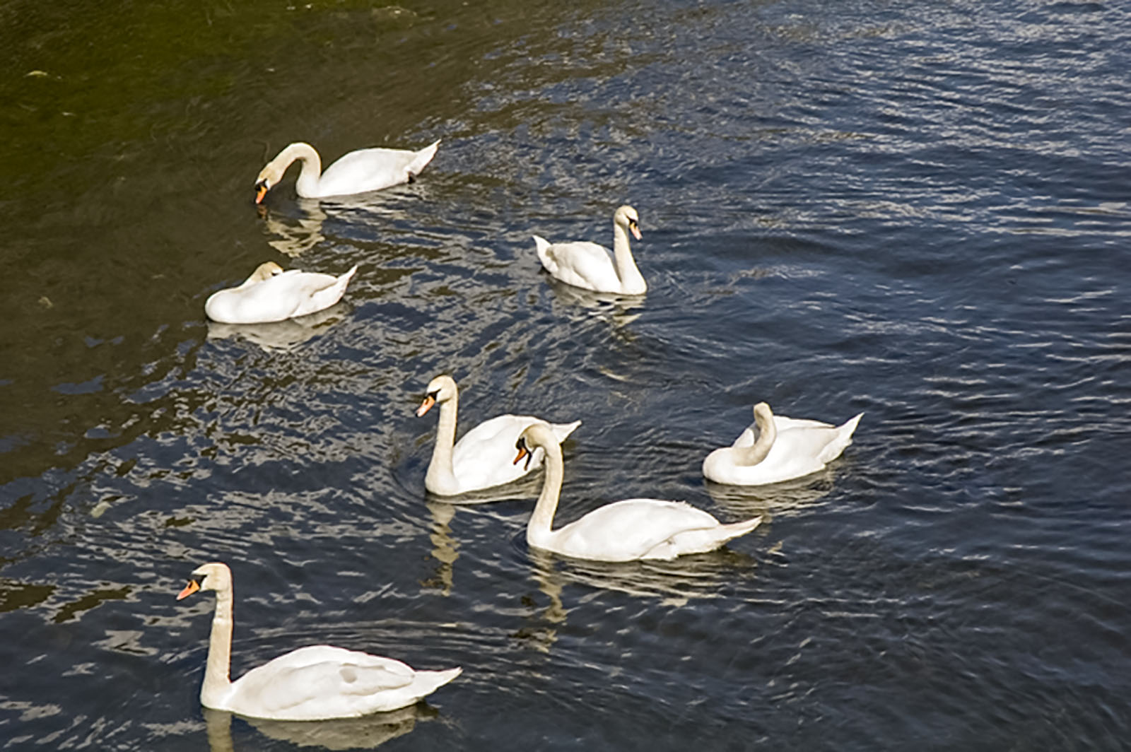 Galway, Galway swans
