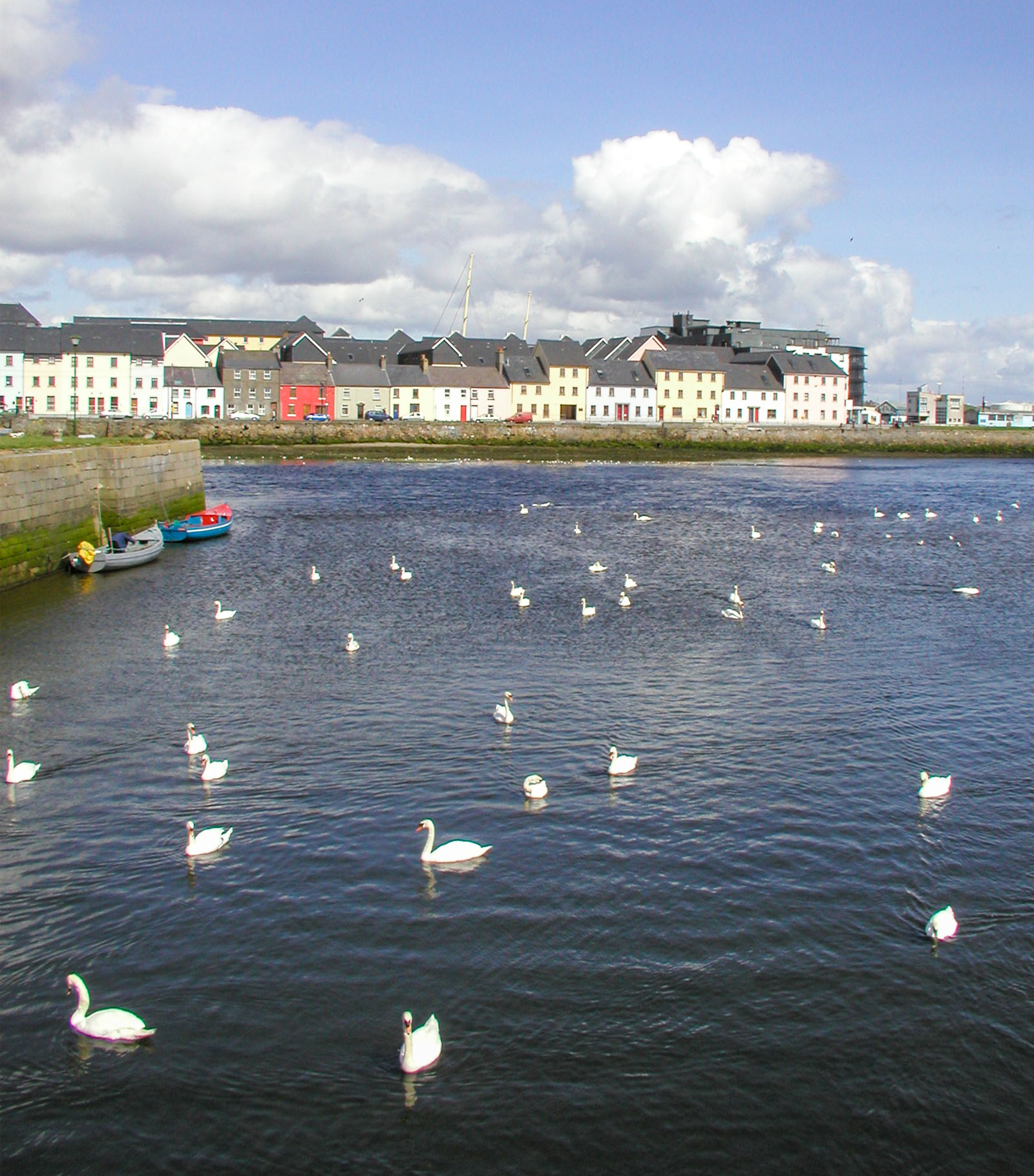 Galway, Galway swans