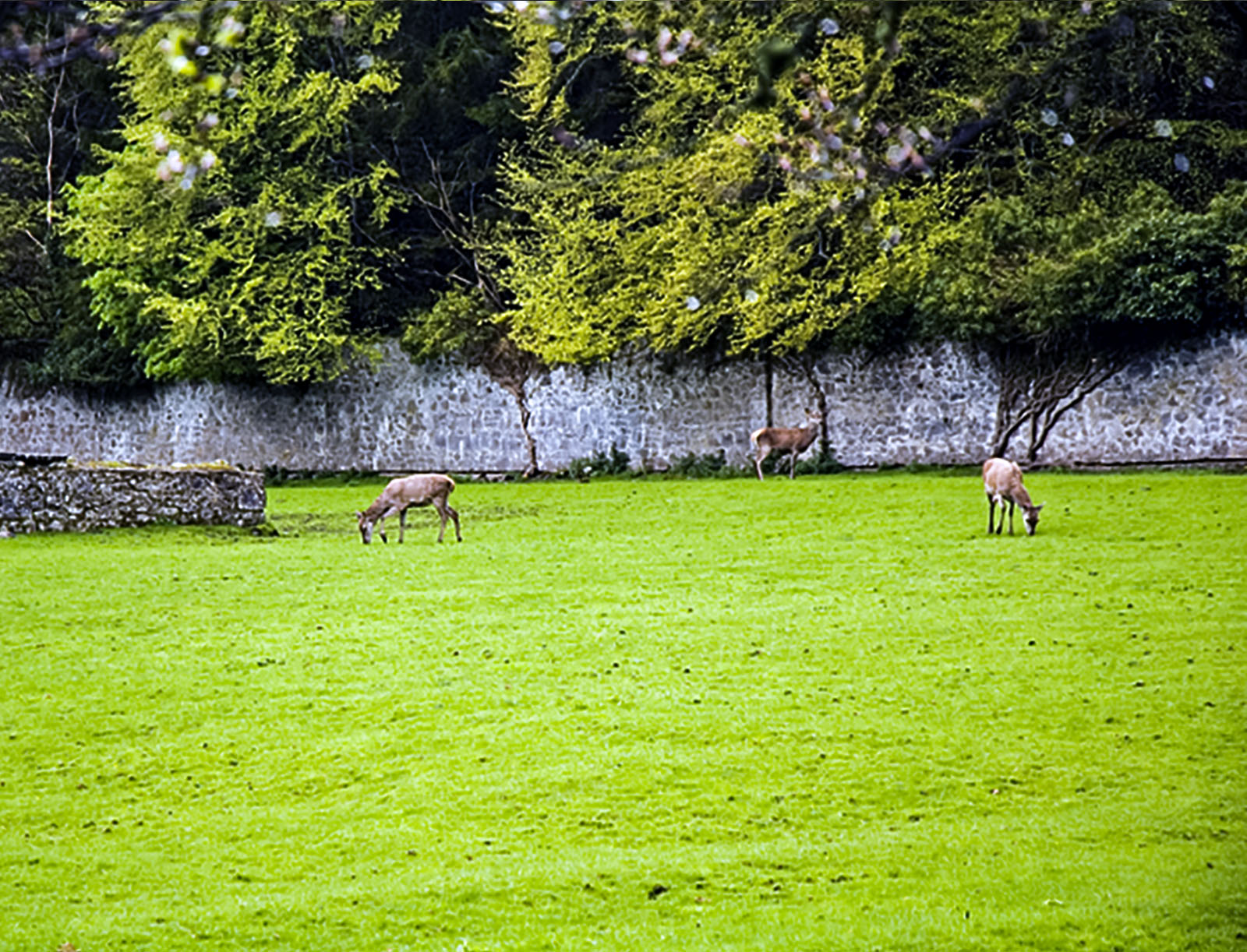 Historic sites, Coole Park