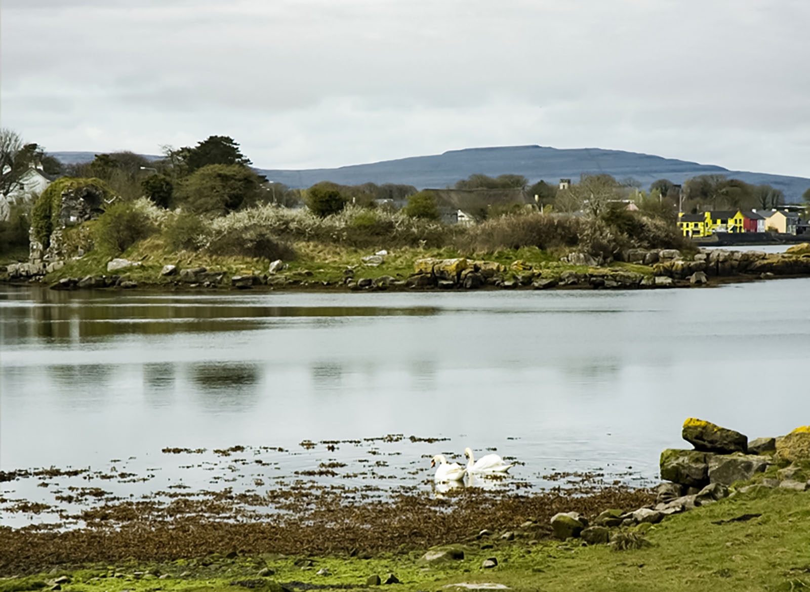 Kinvara, Swan lake