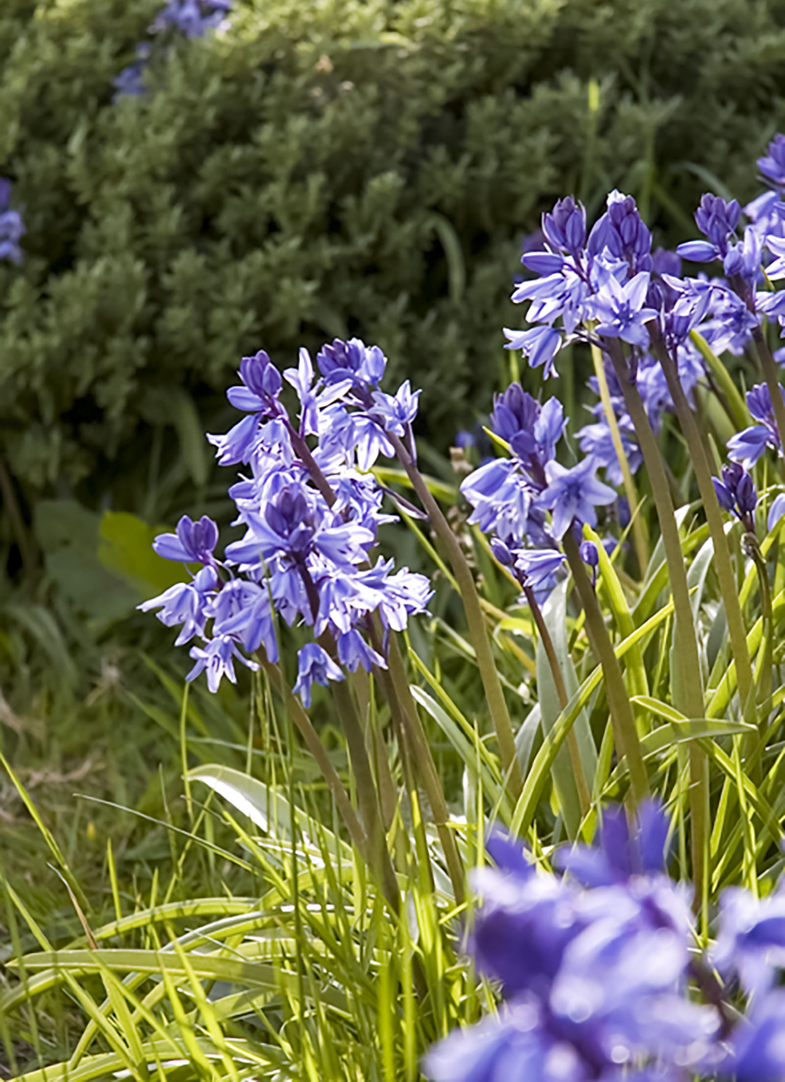 New Quay, New Quay flowers