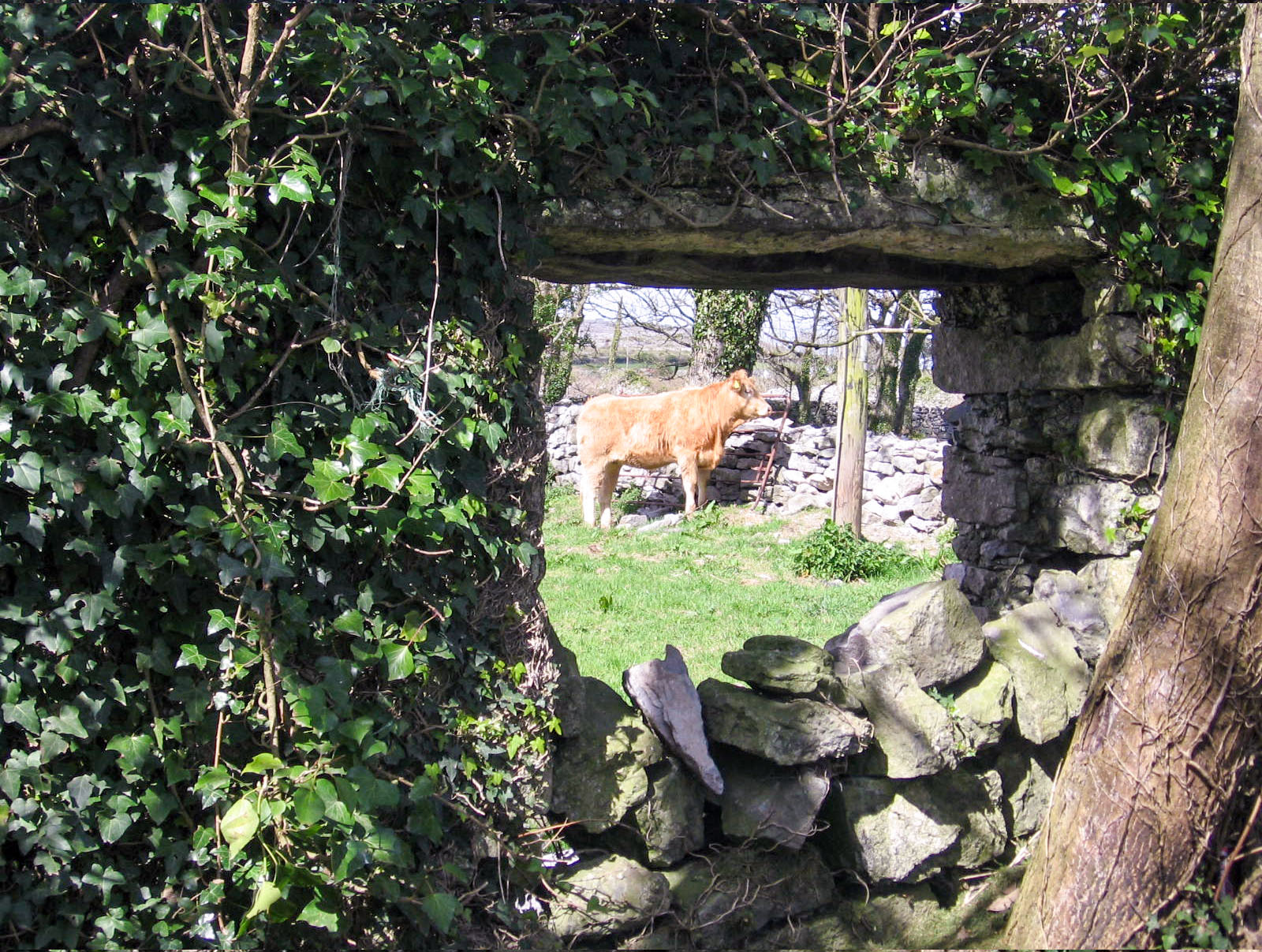 New Quay, Reclaimed cottage wall